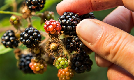 closeup blackberry fruit picking