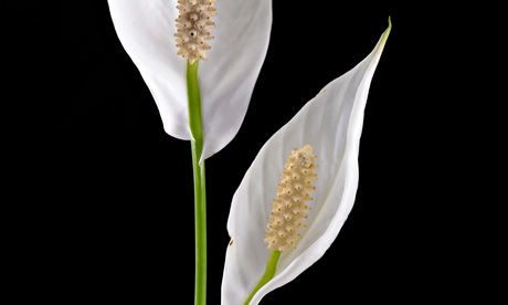 Peace lily flowers
