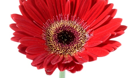 Friends in high places: a gerbera, one of Nasa's recommended air purifiers.