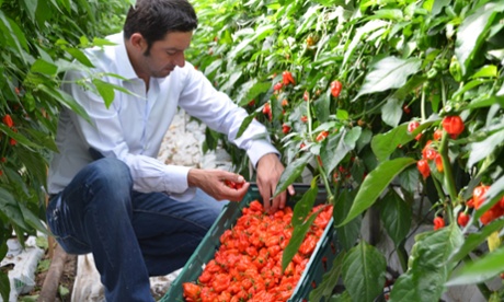 Salvatore Genovese picks Komodo Dragons on his Bedfordshire farm.