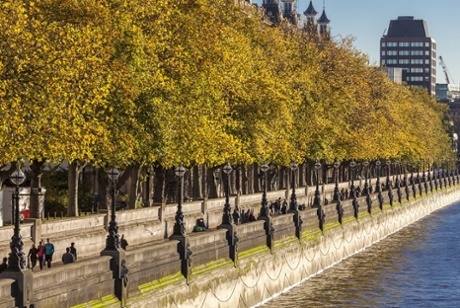 London plane trees along the River Thames.