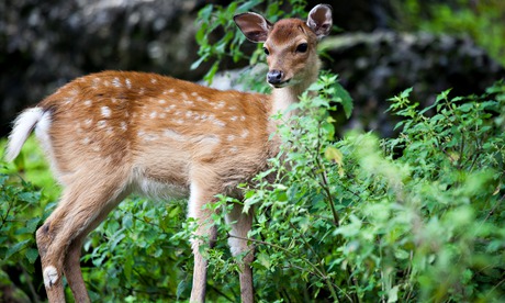 Sika deer