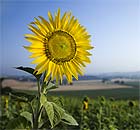 Sunflower for green travel