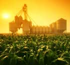 Grain in Manitoba, Canada , with a feed mill behind