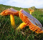 Fungi: Meadow waxcap