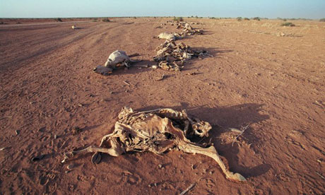 There is an exceptional drought in Ethiopia. Photograph: Joel Robine / AFP