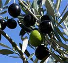 Olives