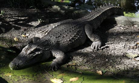 Crocodile Endangered