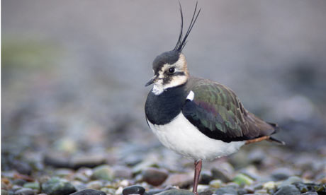 British Birds on Britain S Birds Facing Extinction As Climate Change Leaves Them With