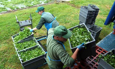 Migrants load watercress on to a lorry near Alresford