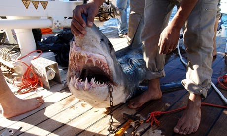 Sharm Shark