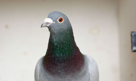 emergency pigeon