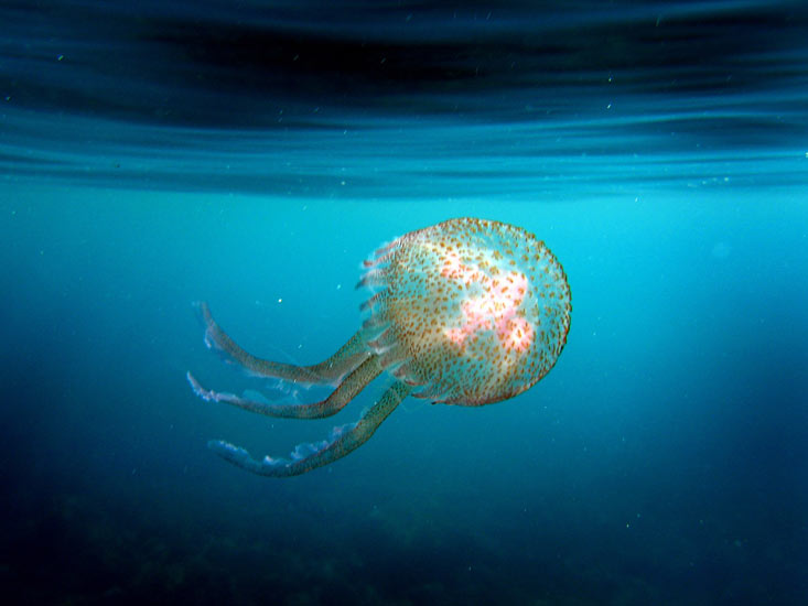 Jellyfish-Pelagia-noctilu-001.jpg