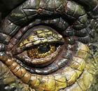 A close-up of the eye of the Ankylosaurus dinosaur