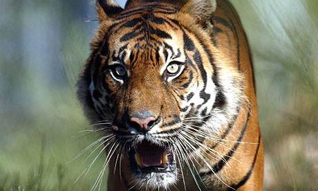 Sumatran+tiger+eating
