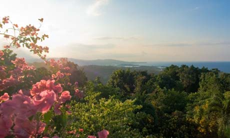 The flowers of Jamaica