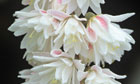 CommPromoDeutzia