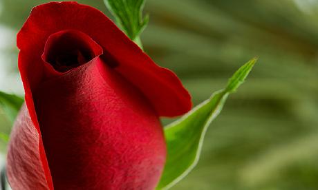 Rose yet to bloom