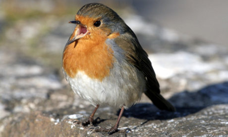 Robin singing