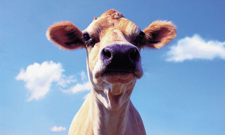 A cow - the animal not a computer on wheels