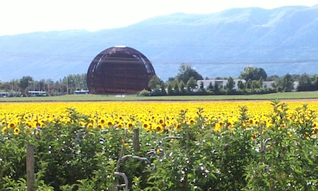 CERN sunflowers
