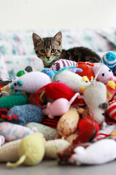 Battersea cats: Battersea cats enjoy their handknitted mice