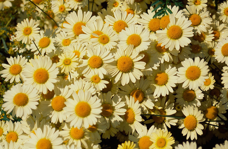 Gravel garden plants: Anthemis tinctoria 'EC Buxton'