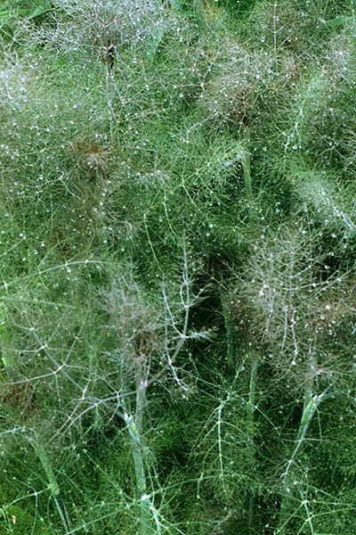 Gravel garden plants: Foeniculum vulgare 'Giant Bronze'