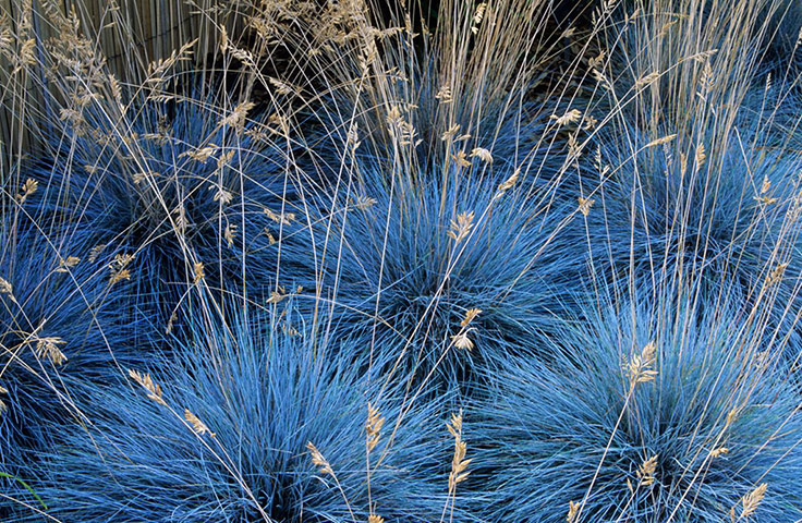 Gravel garden plants: Festuca glauca 'Elijah Blue'