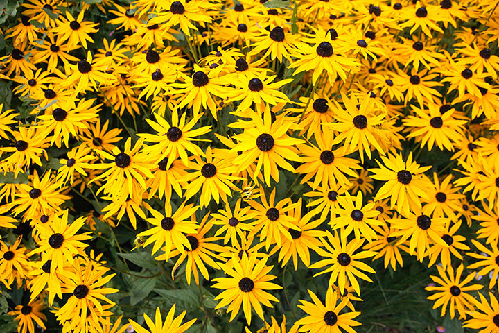 Gravel garden plants: Rudbeckia 'Goldsturm'