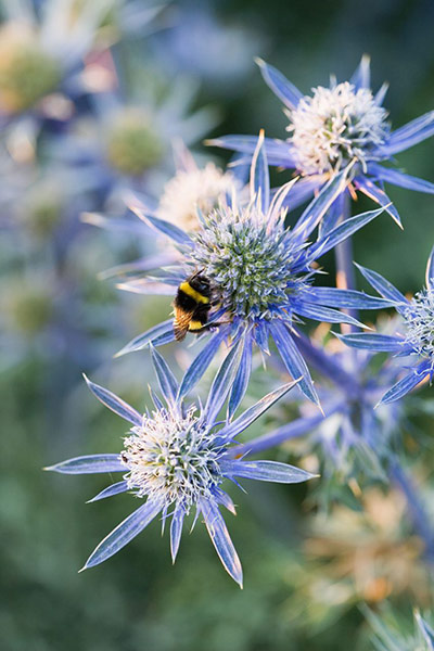 Gravel garden plants: Eryngium bourgatii 'Picos Blue'