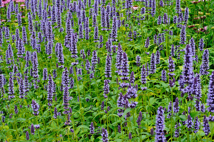 Gravel garden plants: Agastache 'Black Adder'