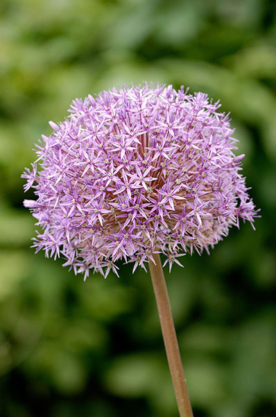 Gravel garden plants: Allium christophii