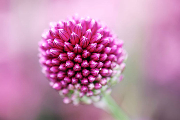 Gravel garden plants: Allium sphaerocephalon 