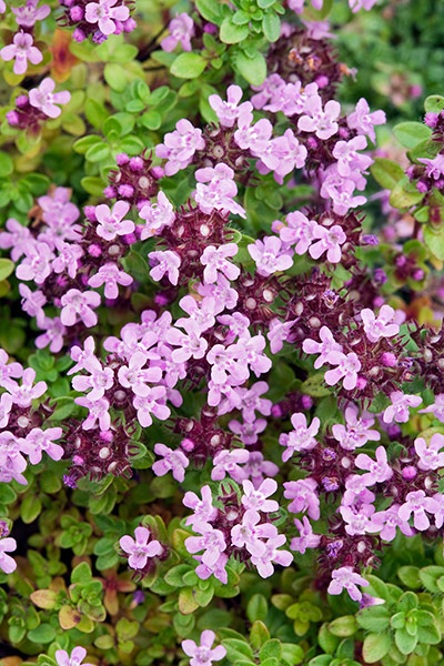 Gravel garden plants: Thymus serpyllum