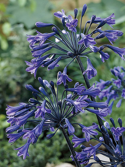 Gravel garden plants: Agapanthus 'Back in Black'