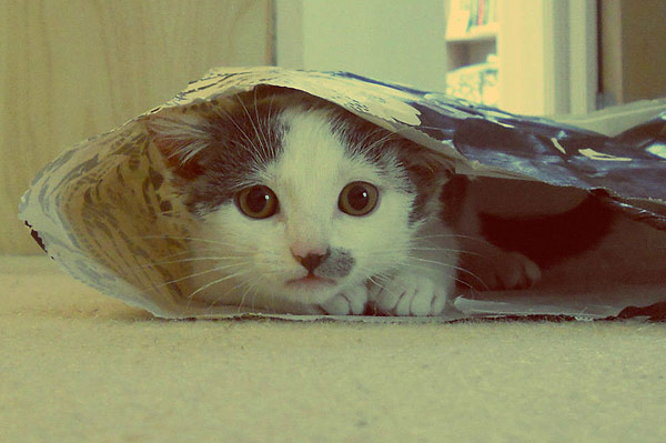 Kittens: Milo Whiffenpoof