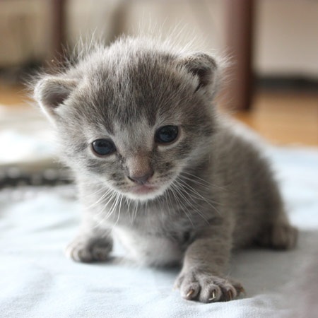 Kittens: Truffle