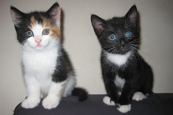 Kittens: Lady and Tramp