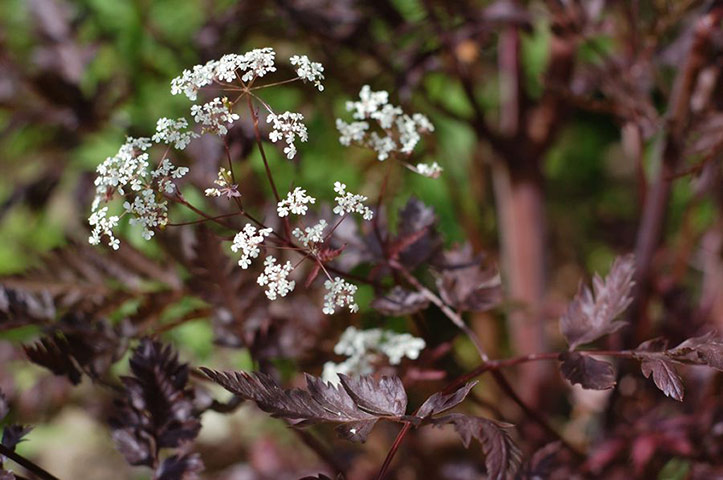 Chelsea plant trends: Anthriscus sylvestris 'Ravenswing'