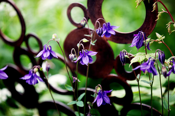 Chelsea plant trends: Aquilegia vulgaris