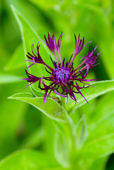 Chelsea plant trends: Centaurea montana 'Jordy'