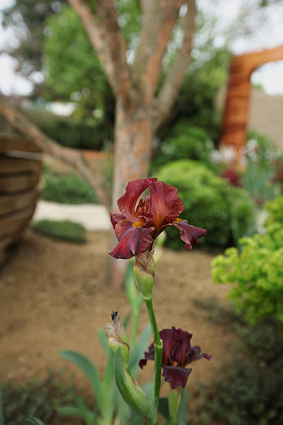 Chelsea plant trends: Iris 'Langport Wren'