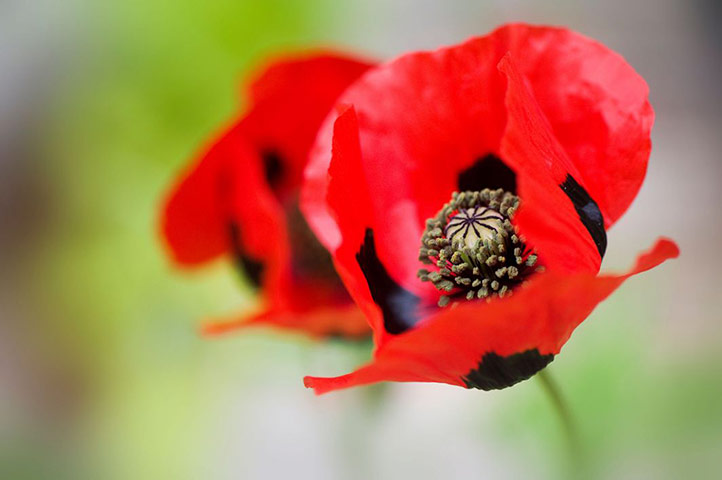 Chelsea plant trends: Ladybird poppy