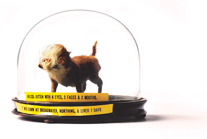 Potters Museum : A two headed kitten with four eyes under a bell jar