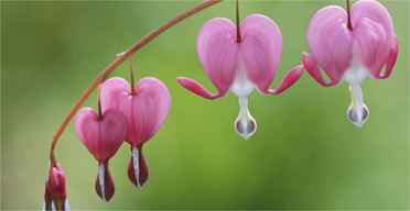 Bleeding heart flowers