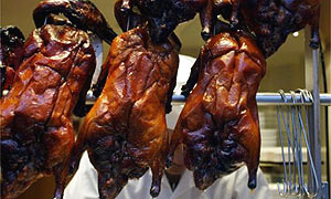 Chinese duck