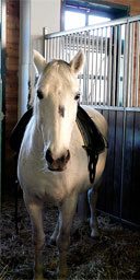 A Lipizzaner horse