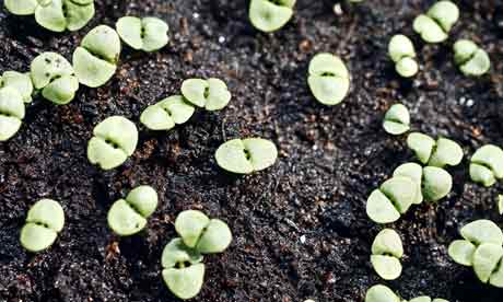 Vegetable seedlings growing at a heritage seed bank