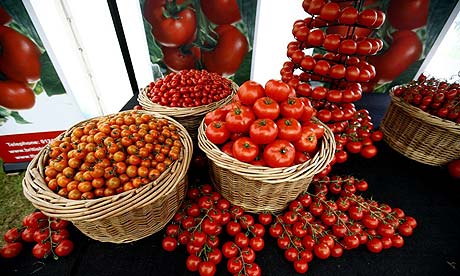 A display of tomatoes